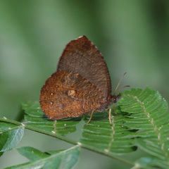 Godartiana muscosa