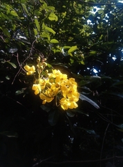 Acridocarpus natalitius