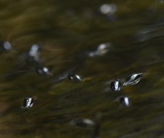 Gyrinus elevatus