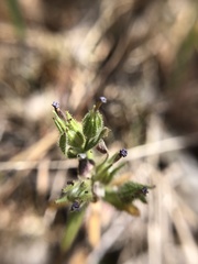 Microsteris gracilis