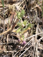 Microsteris gracilis