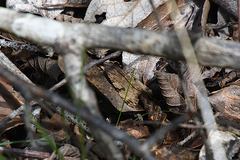 Drasteria ochracea