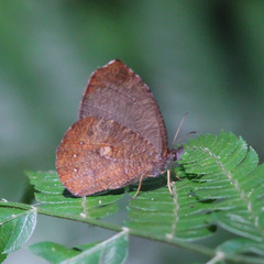 Godartiana muscosa