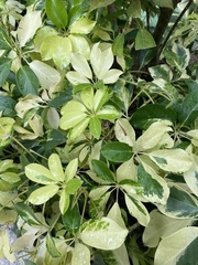 Schefflera