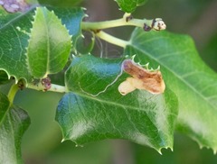 Stigmella braunella