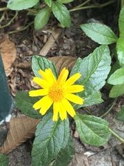 Sphagneticola trilobata
