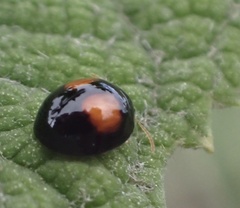 Argopistes coccinelliformis