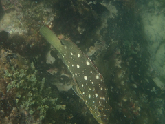 Epinephelus labriformis