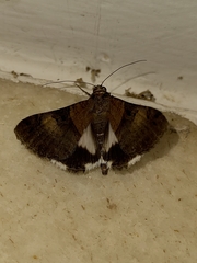 Melipotis nigrobasis