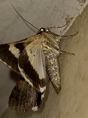Melipotis nigrobasis