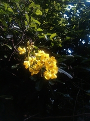 Acridocarpus natalitius