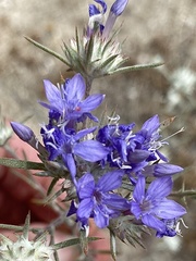 Eriastrum densifolium