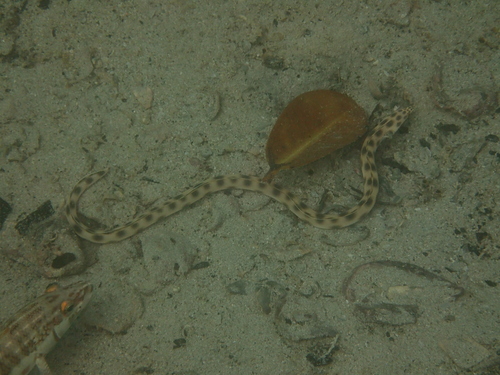 Myrichthys xysturus