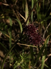 Sanicula bipinnatifida