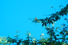 Eueides isabella eva