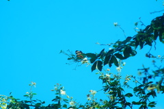 Eueides isabella eva