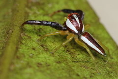Epocilla aurantiaca