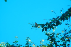 Eueides isabella eva