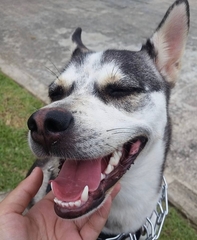 Canis familiaris