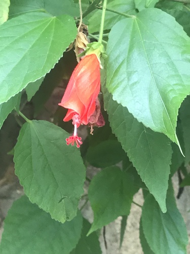 Sleeping Hibiscus