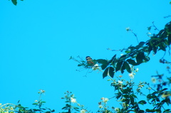 Eueides isabella eva