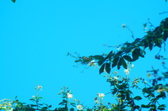 Eueides isabella eva