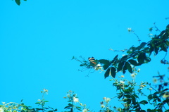 Eueides isabella eva