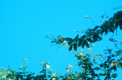 Eueides isabella eva