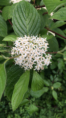 Cornus sericea occidentalis