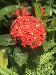 Ixora