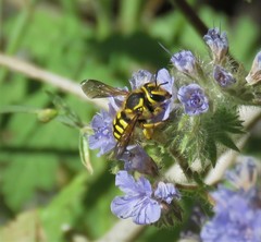 Anthidium illustre
