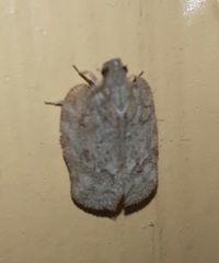 Flataloides scabrosus