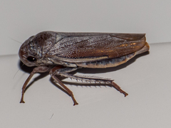 Tretogonia