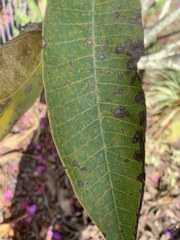 Coleosporium plumeriae