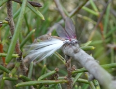 Callipappus australis