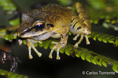 Pristimantis w-nigrum