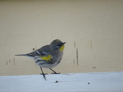 Setophaga coronata