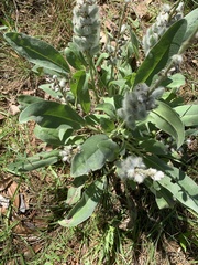 Lupinus villosus