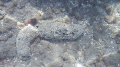 Holothuria atra