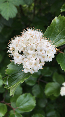 Viburnum ellipticum