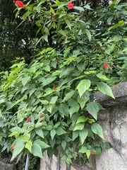 Malvaviscus penduliflorus