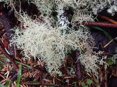 Usnea flavocardia