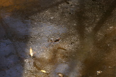 Nerodia fasciata confluens