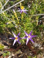 Calectasia narragara