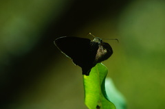 Eudaminae