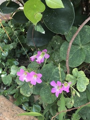 Oxalis debilis