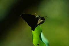 Eudaminae