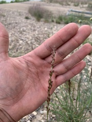 Pappophorum bicolor