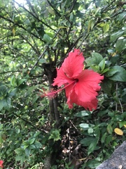 Hibiscus rosa-sinensis