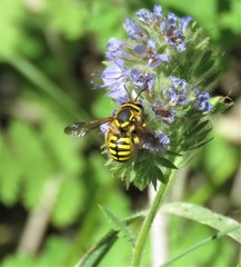 Anthidium illustre